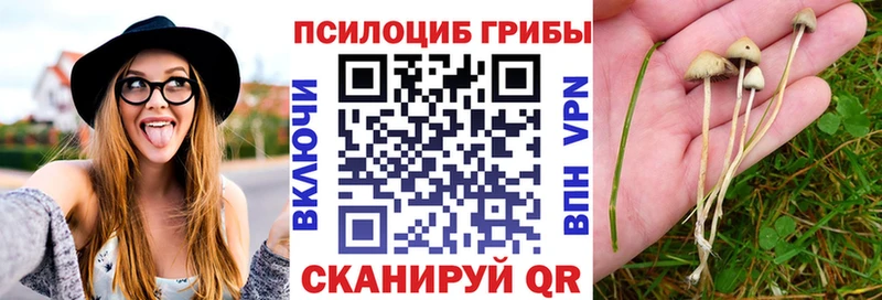 Псилоцибиновые грибы мицелий  Нолинск 